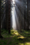 Along the Sunlit Path