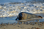 Atlantic Grey Seal