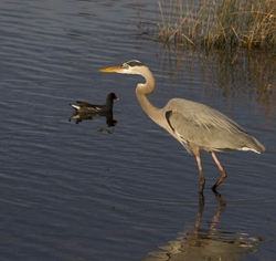 Great Blue Heron _0010