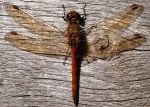 Common Darter