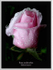 Rosa 'Mme Knorr'