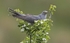 Male Cuckoo