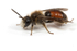 Andrena labiata (m)