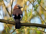 Jay