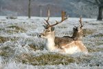 Stags in Winter