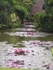 Thailand Waterlily