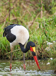 Saddle-Billed Stork Nairobi National Park