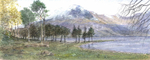 Buttermere Pines