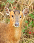 Muntjac Deer close-up, Otmoor RSPB