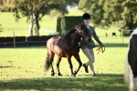 SBM_15951