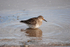 Purple Sandpiper