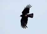 Chough