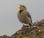 Cinereous Bunting