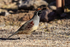 Gambel's Quail (male) walking, Bosque del Apache, New Mexico, USA