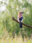 Jay Patrol_1180997