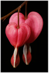 Two Hearts 