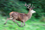 Red Deer _AN054