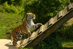 Amur Tiger - Tatana