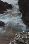 Gannet colony and silky water