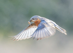 My Book of Birds portfolio