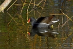 Moorhen