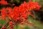 Crocosmia Lucifer2