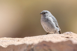 Male Plumbeous Sierra-Finch, El Tatio Geyser Field, Chile