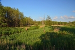 Białowieża, Poland