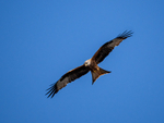 Red Kite
