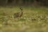 Brown Hare