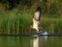 Rothiemurchus Osprey takes off with a fish