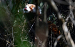 Red Panda