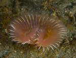 Chone infundibuliformis
