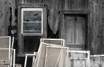 PELEE WINDOWS