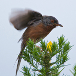 Dartford Warbler about to take off from a gorse bush at Arne