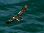 Razorbill in flight below the cliffs at Durlston