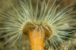 Sagartiogeton undatus