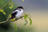 Common Fiscal (adult) perched in a bush at Kenana Farm, Kenya