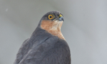 Sparrowhawk
