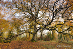 THE Tree of the Forest!