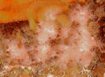 Alcyonium hibernicum