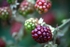Ripening berries