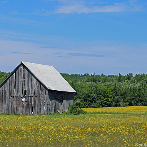 A rustic & weathered hay barn with missing slats and contemporary aluminum roof stands in contrast to the early summe…