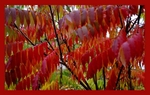 Rhus typhina 2