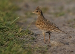 Larks portfolio