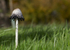 Fungi at Cholmondeley Castle, Cheshire