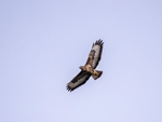 Common Buzzard