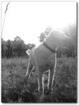 Dog-walking-Chelsea