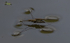 Common Water Strider