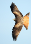 Red Kite